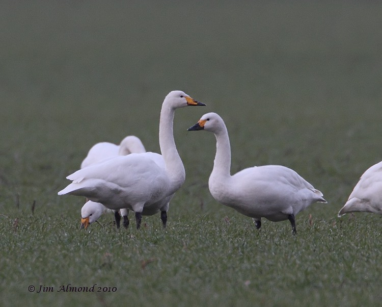 Whooper and Bewicks Swan  31 1 10 IMG_4458_filtered